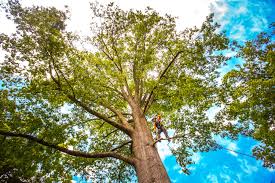 Best Tree Preservation Services  in West Lafayette, IN