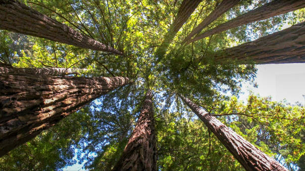 Best Tree Cabling and Bracing  in West Lafayette, IN