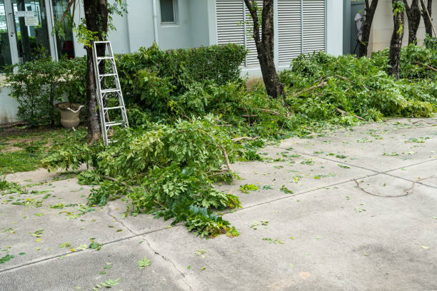 How Our Tree Care Process Works  in  West Lafayette, IN