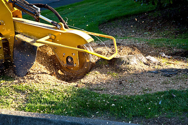 Best Storm Damage Tree Cleanup  in West Lafayette, IN