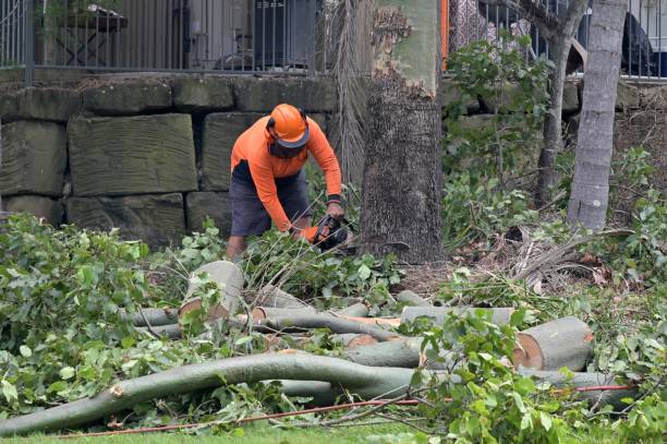 Best Tree Risk Assessment  in West Lafayette, IN