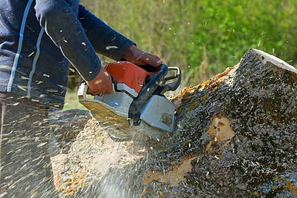 Best Tree Removal  in West Lafayette, IN