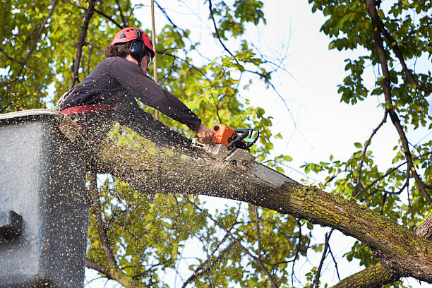 Best Tree Trimming and Pruning  in West Lafayette, IN