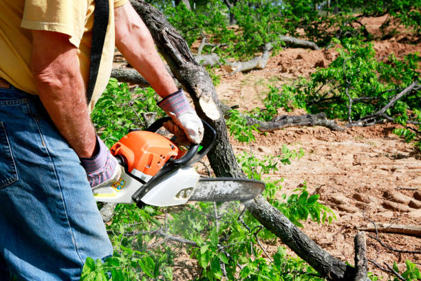Best Fruit Tree Pruning  in West Lafayette, IN